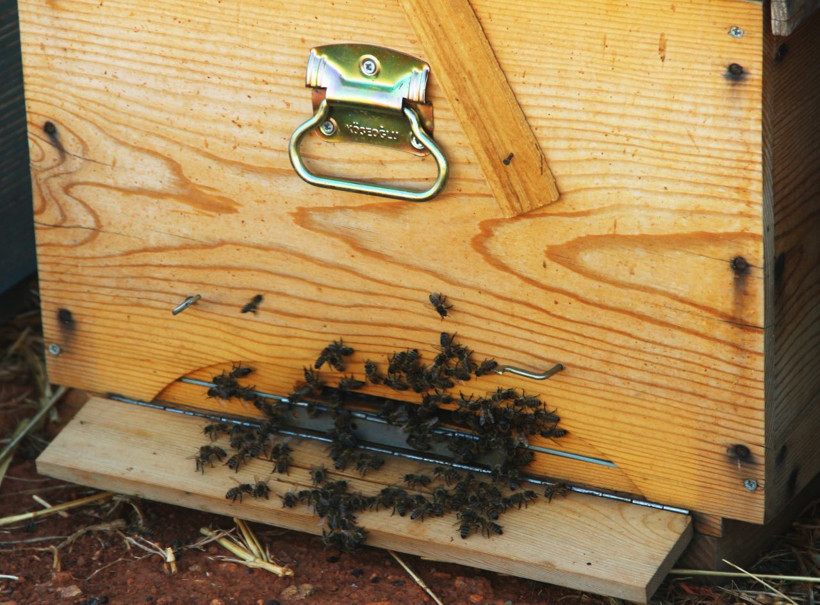 Yangınlar, kuraklık en özel balda üretimi bitirdi! Çam balı bu yıl yok! - Resim: 3