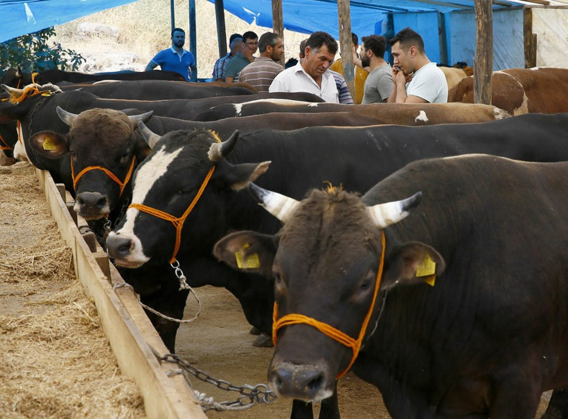 Kurbanlık fiyatları ne kadar 2016 rakamlarına bakın! - Resim: 1
