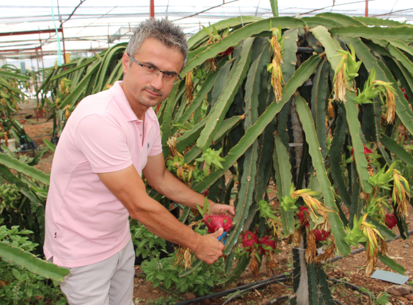 Antalya'da denemek için tarlasına ekti! Tanesini 15 liradan satıyor - Resim: 4
