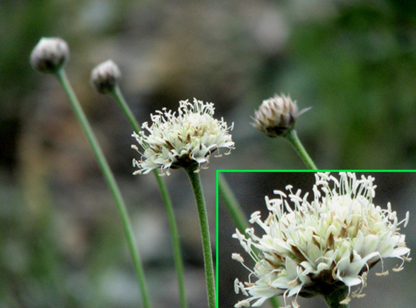Kanserin çaresi Türkiye'ye has bu bitkide mi? - Resim: 2
