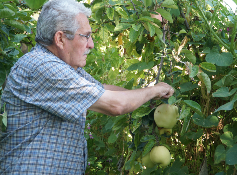 Eskişehir'de gizemli meyve! Adı ya da ne olduğu belli değil ama tadı güzel - Resim: 4
