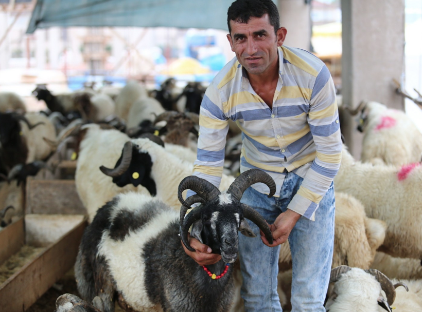 Kurbanlık almaya gidenler gözlerine inanamadı tam beş boynuzu bulunuyor - Resim: 2