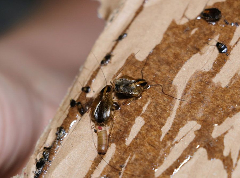 Adana'da evlerin her köşesinden fışkırıyor çocukların ağzından çıkıyor - Resim: 2