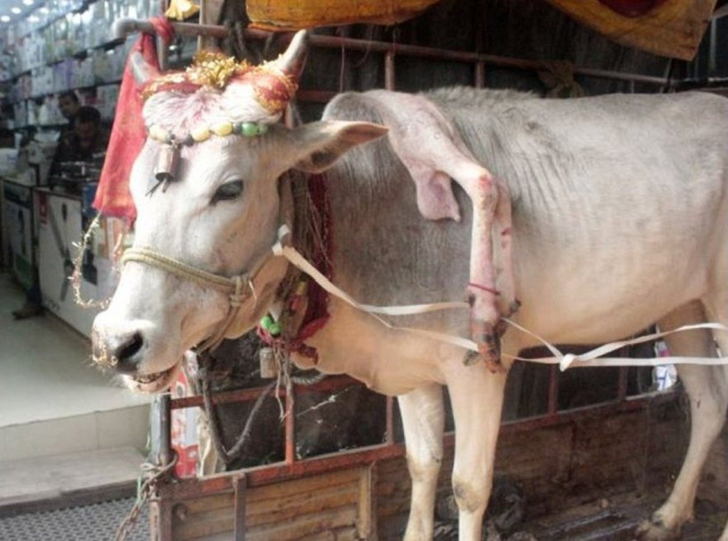 Doğarken kaderin sillesini yemiş hayvanlar - Resim: 1
