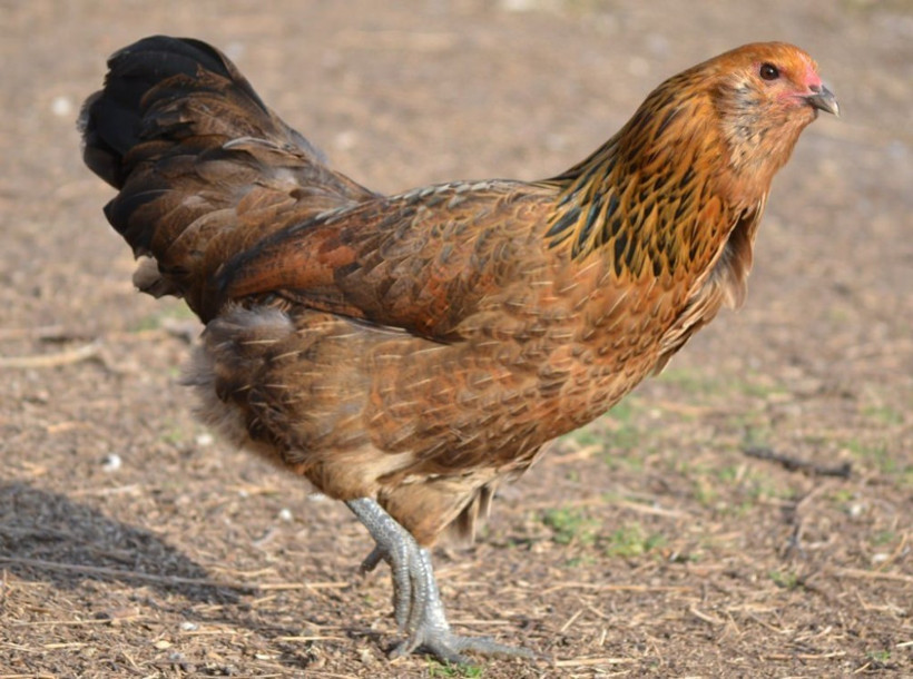 Yeşil yumurtlayan tavuklar karaborsa oldu - Resim: 2