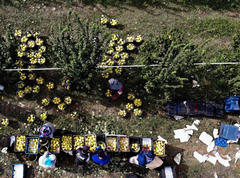 Dünyada rakibi yok kilosu 10 TL! Sakarya'da yetiştiriliyor Almanya Rusya ABD'den sipariş yağıyor - Resim: 1