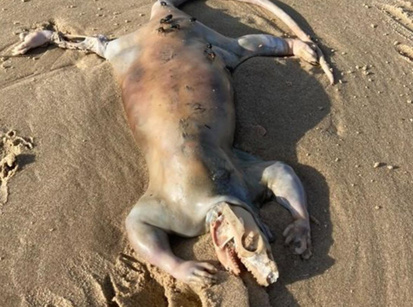 Gizemli yaratık panik yarattı! Avustralya sahilinde tuhaf şey: Uzaylı... - Resim: 3