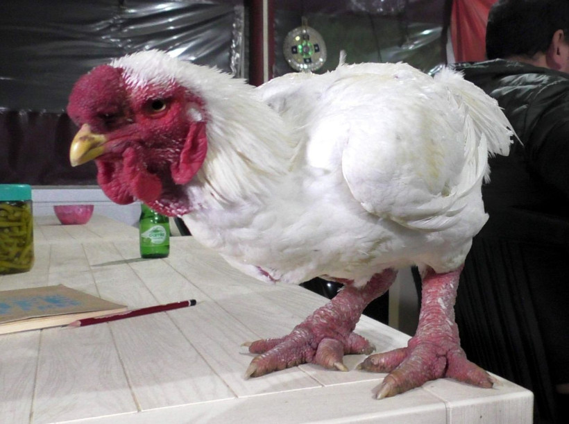 Muğla'da yetişiyor anavatanı Vietnam! Bir tas çorbası 350 dolar - Resim: 1