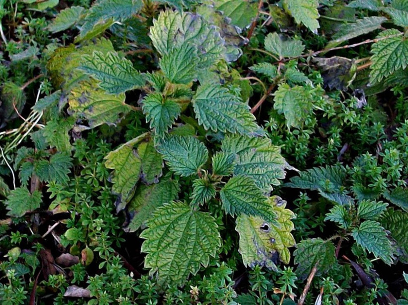 Bal ile karıştırınca doğal viagra - Resim: 2