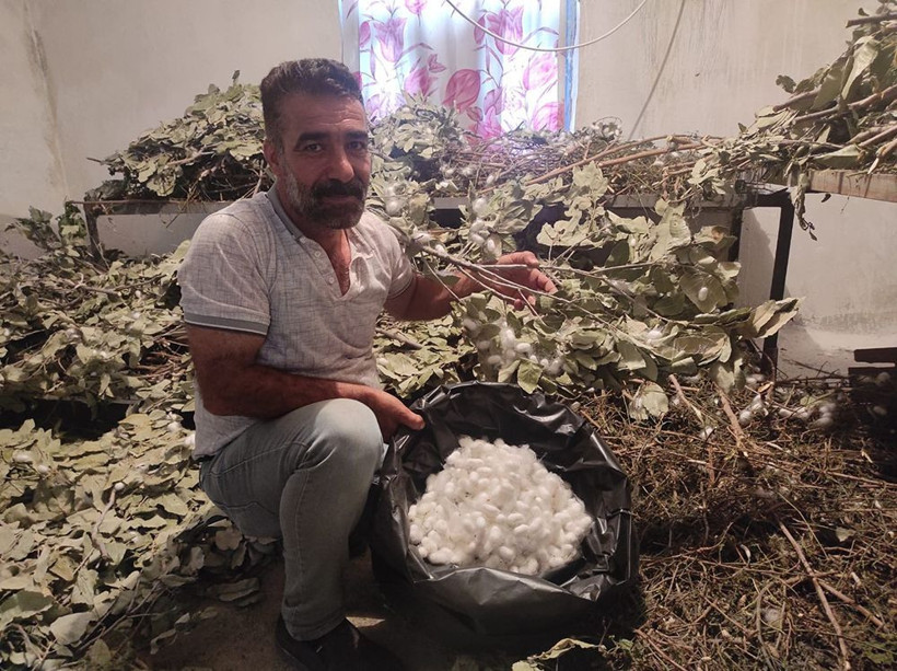 Hasat mevsimi başladı! Batmanda üretiliyor 40 günde 25 bin lira kazandırıyor - Resim: 1