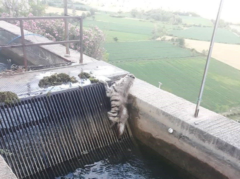 Bekçi fark edince hemen telefona sarıldı: 43 yıl sonra ilk kez görüntülendi! Çizgili sırtlan kamerada... - Resim: 4