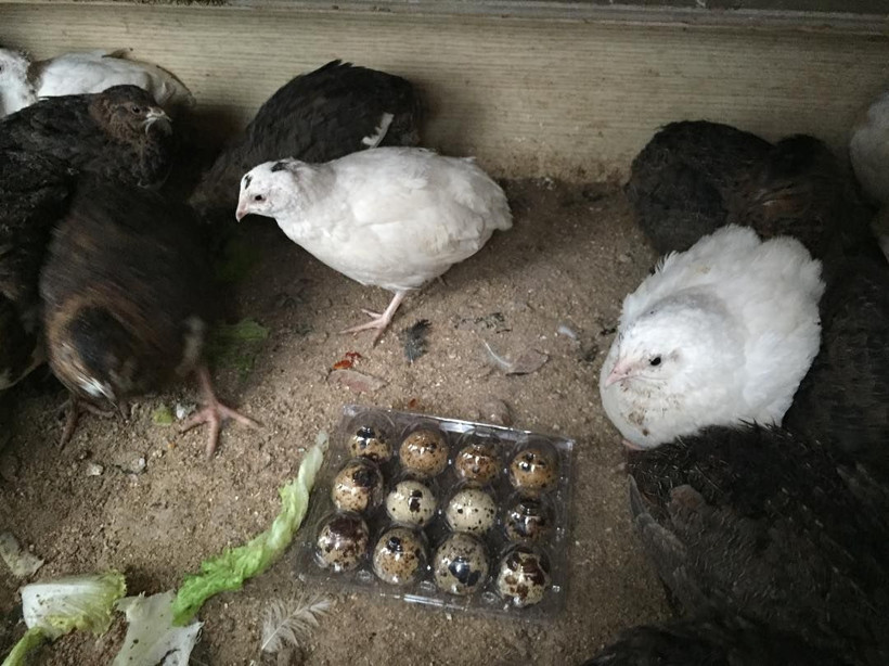 Bıldırcın yumurtasının faydaları saymakla bitmiyor Cinsel güçten... - Resim: 3