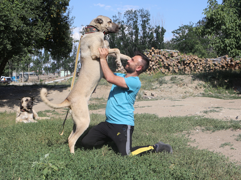 Köpeğin yavruları daha doğmadan satılığa çıktı! Bir köpeğe 20 bin liralık teklif yapan bile var - Resim: 4