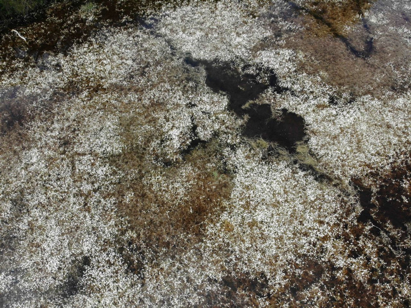 Galeriç Subasar Ormanı'nda 'su papatyası' kartpostallık görüntüler oluşturdu - Resim: 1