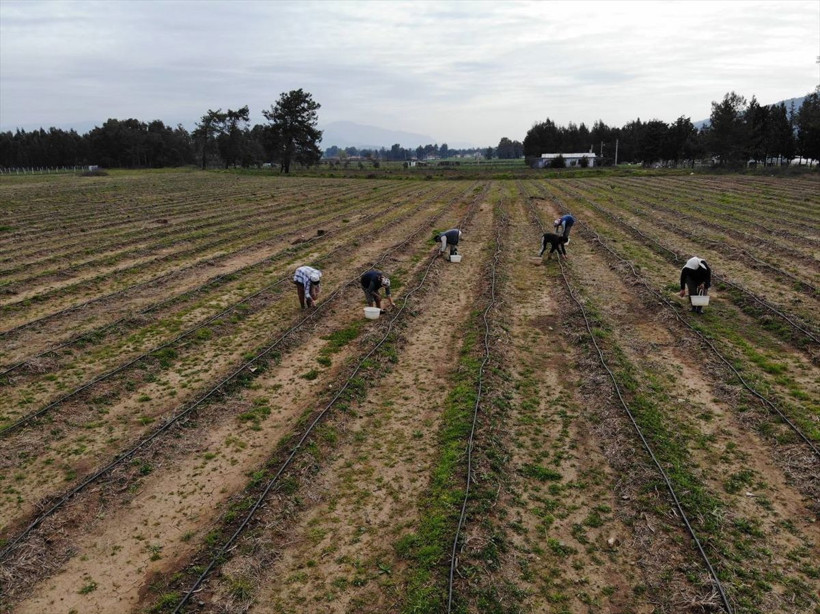 Yurt dışında tattı bu iş için müdürlüğü bıraktı! Muğla'da üretti hayatı değişti - Resim: 4