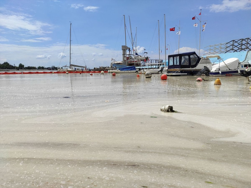 Caddebostan Sahili'nde durum korkunç! Müsilaj yoğunluğu arttı - Resim: 3