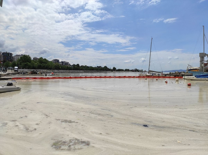 Caddebostan Sahili'nde durum korkunç! Müsilaj yoğunluğu arttı - Resim: 4
