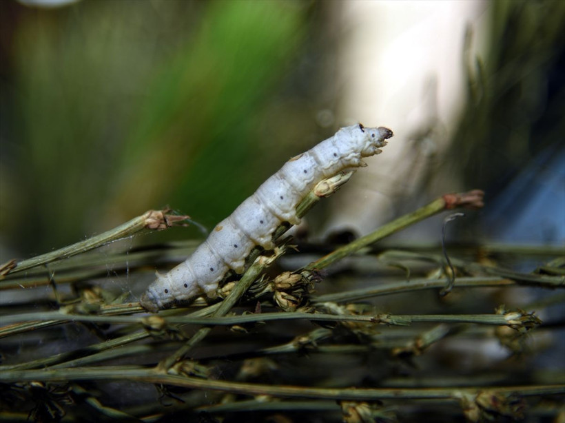 Masrafı yok kilosu 75 lira! Kırıkkale'de bu işi yapıyor tam emekli ve hanımlarına göre - Resim: 2