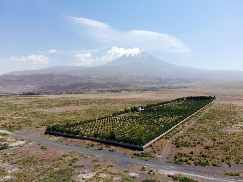 Çorak arazisini vahaya dönüştürdü! Ağrı Dağı eteklerinde 'yetişmez' diyenleri utandırdı - Resim: 2