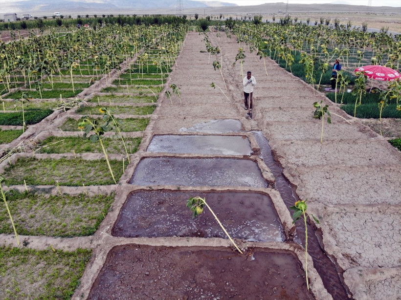 2 arkadaş 'burada arpa bile yetişmez' denen toprağa 1 milyon lira gömdüler! Sonuç mükemmel oldu - Resim: 1