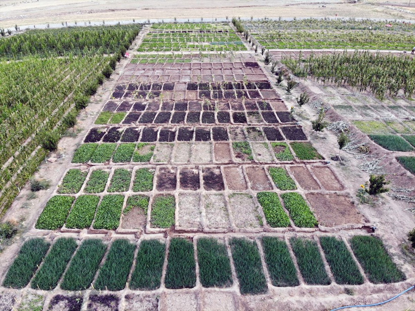 2 arkadaş 'burada arpa bile yetişmez' denen toprağa 1 milyon lira gömdüler! Sonuç mükemmel oldu - Resim: 4