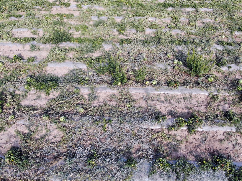 2 arkadaş 'burada arpa bile yetişmez' denen toprağa 1 milyon lira gömdüler! Sonuç mükemmel oldu - Resim: 2