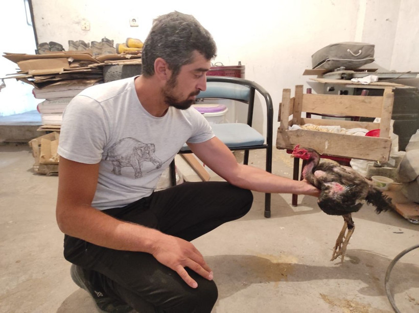 Elazığ'da kesmek için horoz aldı fark edince şok oldu! Duyanlar inanmayıp kümese geliyor - Resim: 4