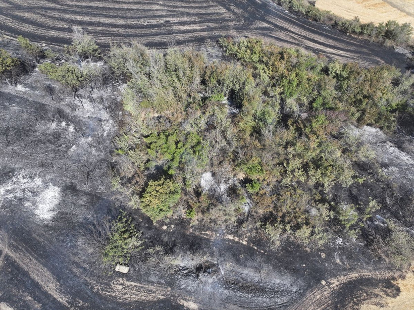 Edirne'de anızda başlayan yangın ağaçlık alana sıçramıştı! Yangın söndürüldü... - Resim: 3