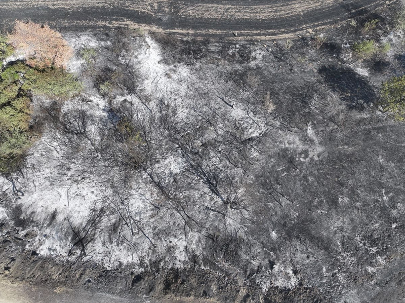 Edirne'de anızda başlayan yangın ağaçlık alana sıçramıştı! Yangın söndürüldü... - Resim: 4