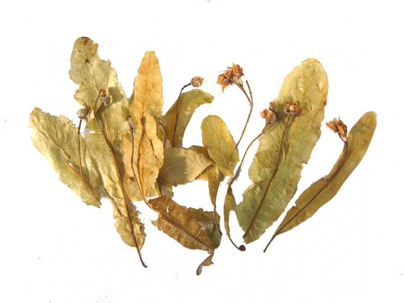 Ihlamura bir tutam kekik atıp için bakın ne oluyor! - Resim: 2