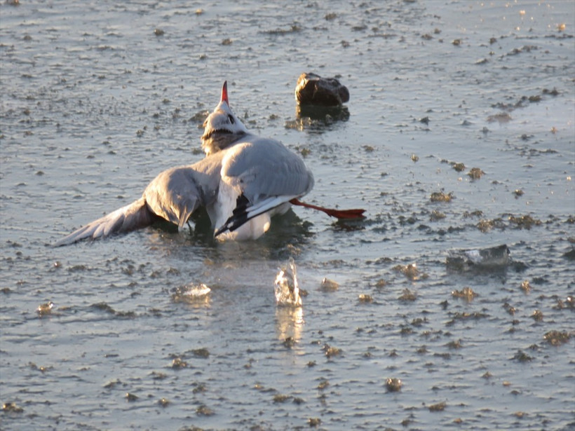 Konya'da gölde donup sıkışan martı kurtarıldı - Resim: 1