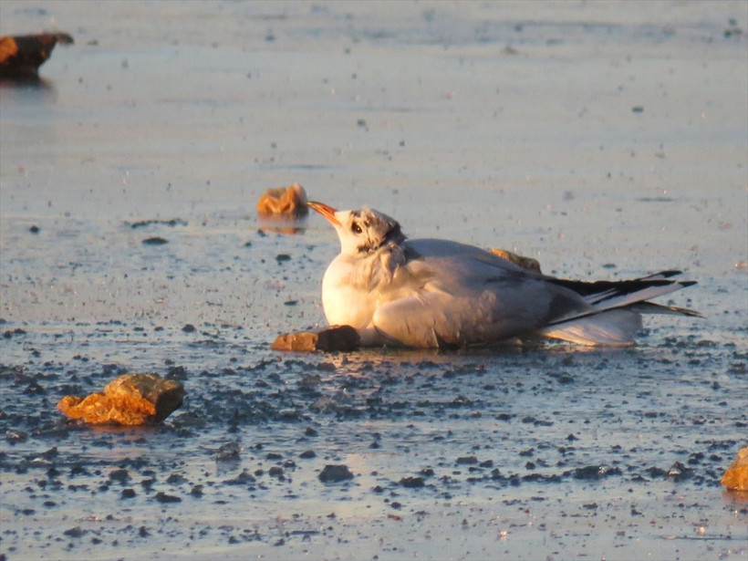 Konya'da gölde donup sıkışan martı kurtarıldı - Resim: 2
