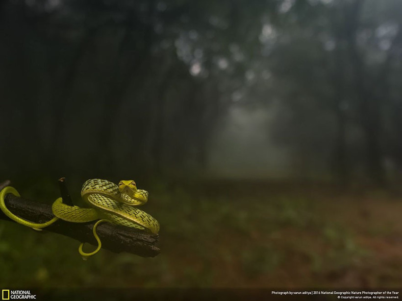 National Geographic'in ödüllü fotoğrafına bakın - Resim: 4