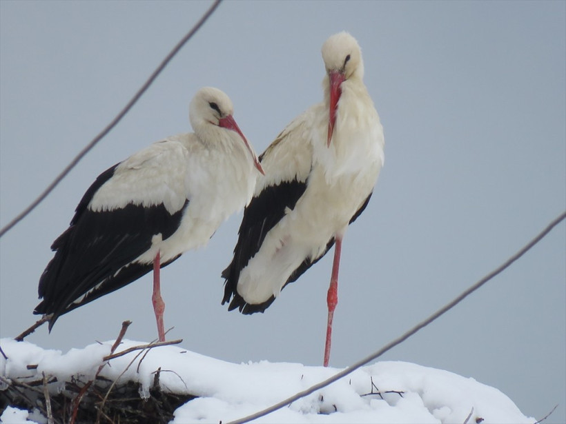 Leylekler Vadisi'nde ilginç manzara harekete geçirdi! - Resim: 2