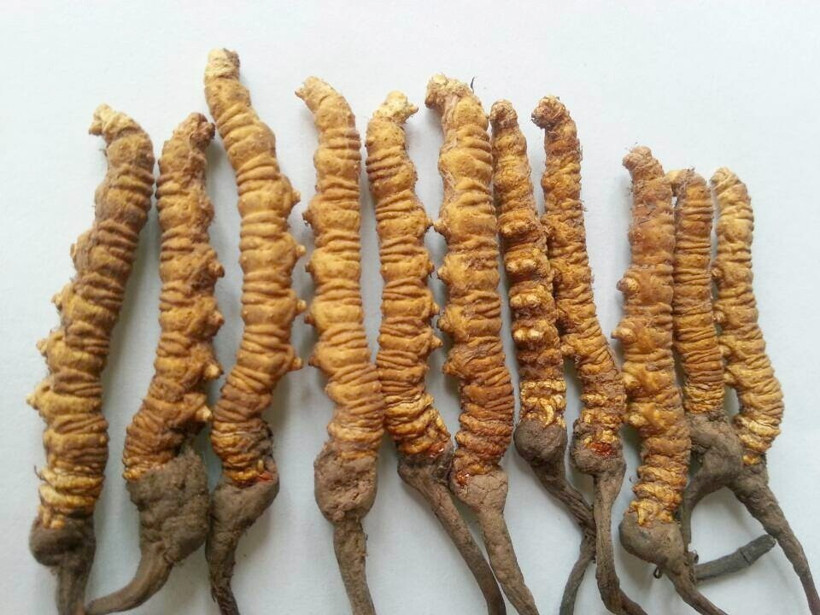 Tırtılın kafasında çıkıyor kilosu 20 bin dolar  - Resim: 1