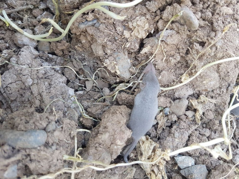 Ne olduğu anlaşılamayan canlı şaşırttı! Gördüklerine inanamadılar! - Resim: 2