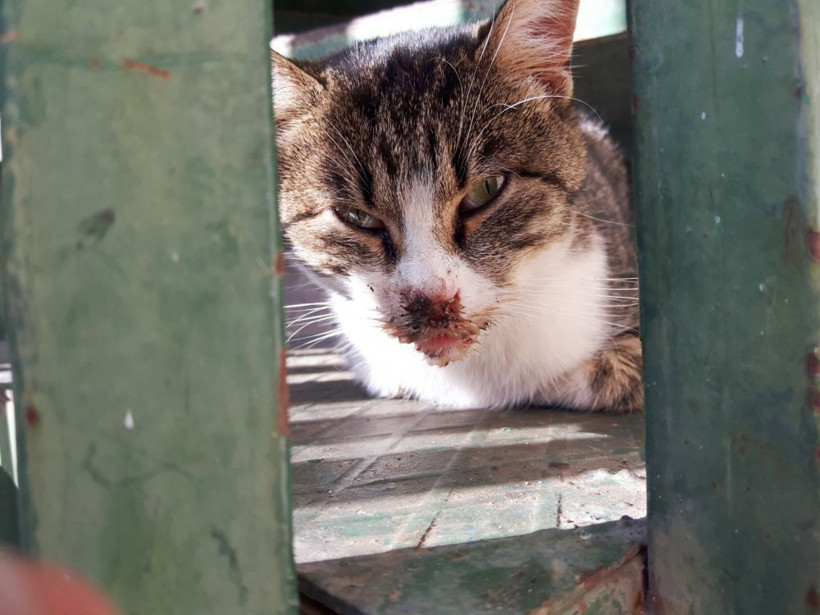 Antalya'da kedileri tavuk eti ile zehirlediler - Resim: 2
