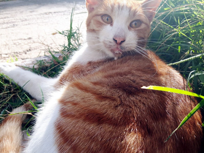 Antalya'da kedileri tavuk eti ile zehirlediler - Resim: 3
