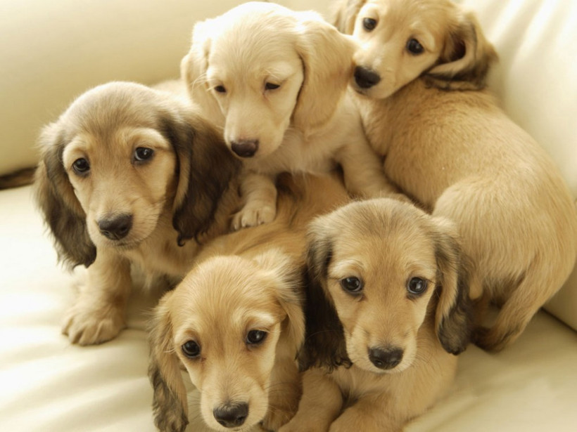 Emniyette hayvanlara şiddet’ masası kuruldu - Resim: 3