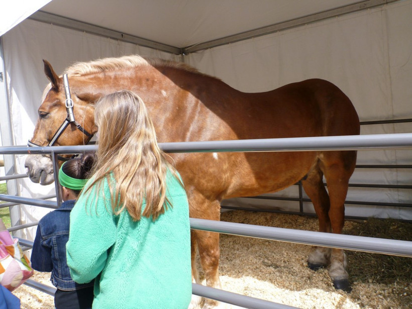 Bu atın büyüklüğünü görünce gözlerinize inanamayacaksınız! - Resim: 4