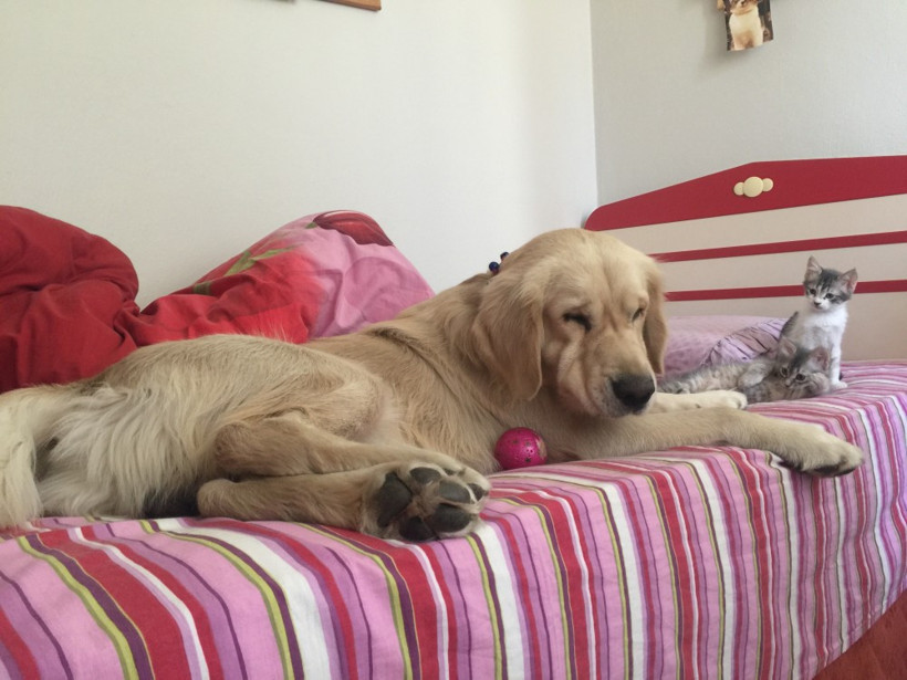 Köpeğinizin gözünde akıntı varsa dikkat! - Resim: 3