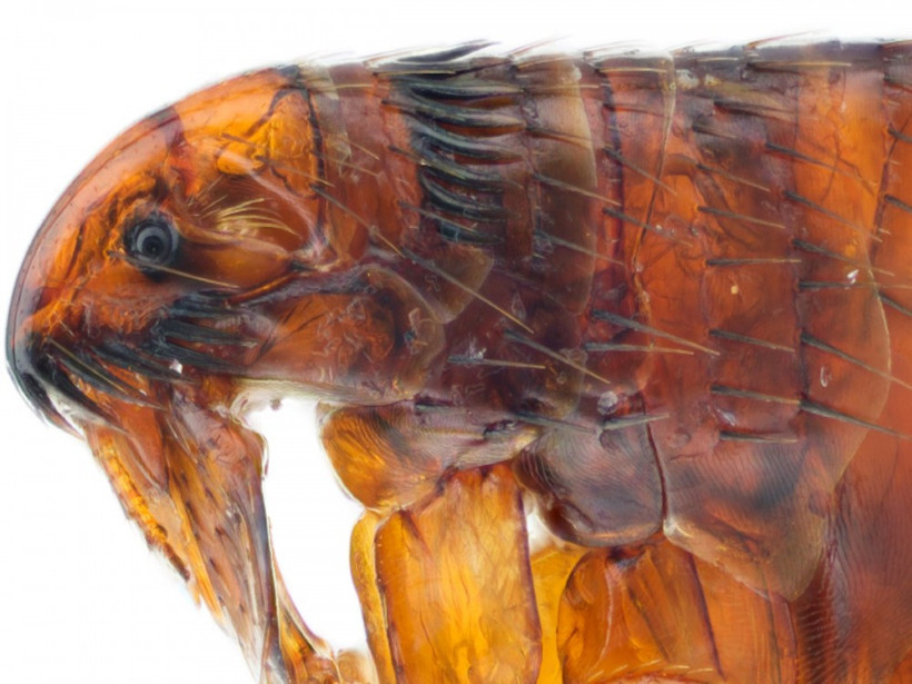 ABD'de veba alarmı: Halka uyarı yapıldı - Resim: 2