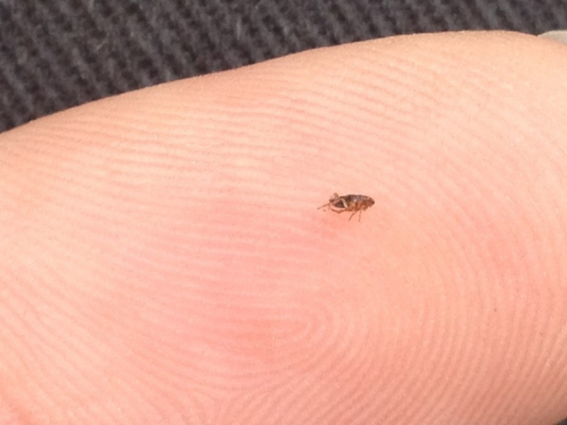 ABD'de veba alarmı: Halka uyarı yapıldı - Resim: 3