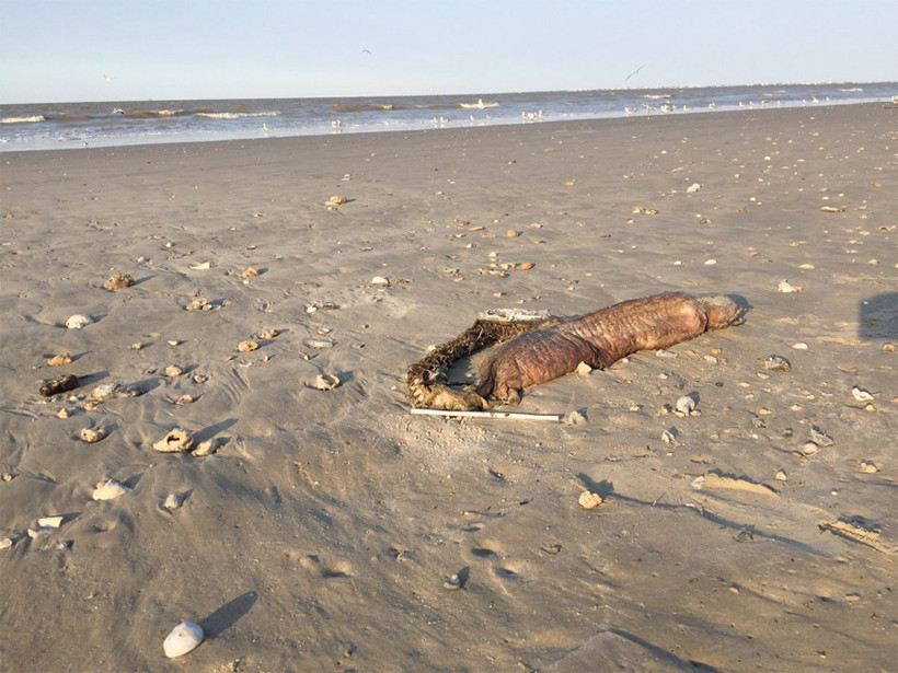Kasırgayla karaya vuran esrarengiz yaratık! Bakın bu ne? - Resim: 4