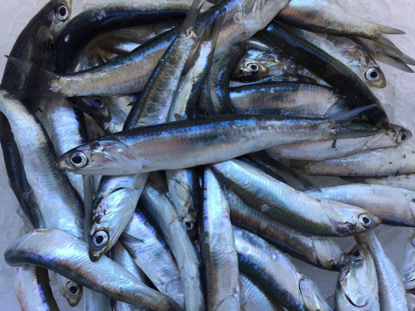 Hamsi iki ayda 1,6 milyon dolar kazandırdı - Resim: 2