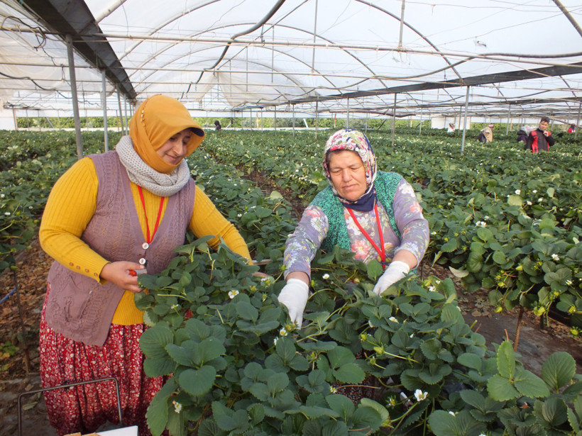 Topraksız tarımla çilek üretimi artıyor - Resim: 1