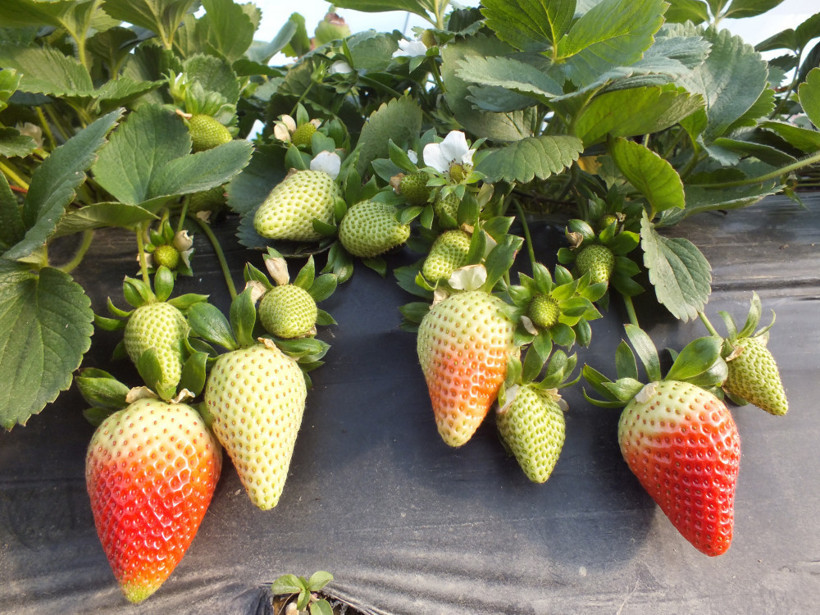 Topraksız tarımla çilek üretimi artıyor - Resim: 2