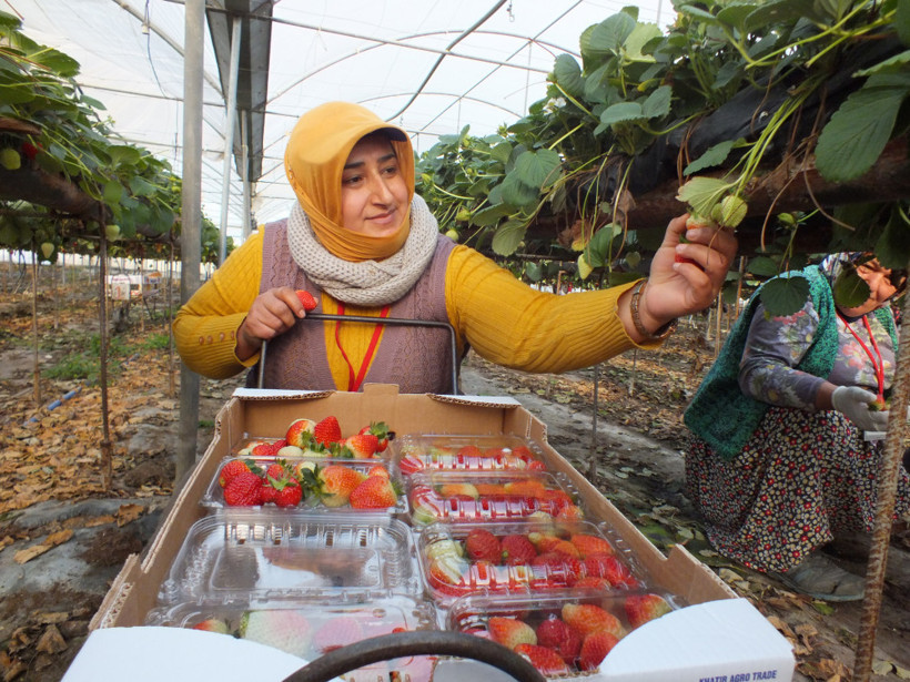 Topraksız tarımla çilek üretimi artıyor - Resim: 3