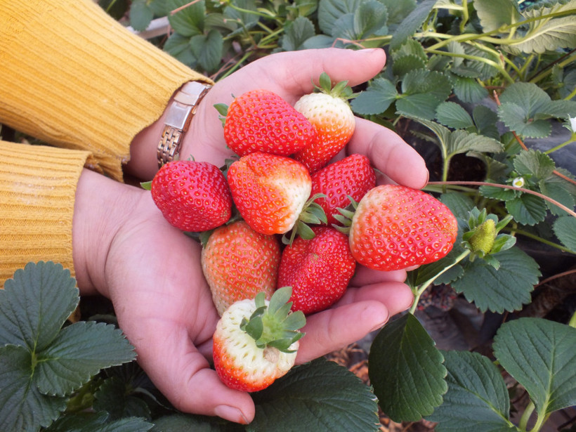 Topraksız tarımla çilek üretimi artıyor - Resim: 4