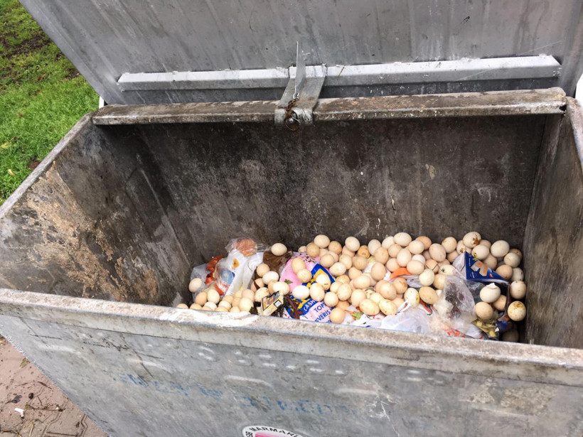 Çöpe atılan yumurtalardan civciv çıktı! - Resim: 4